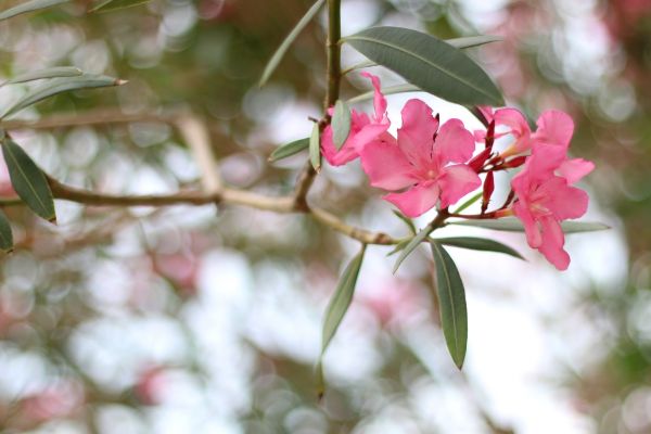 Cost of Oleander Removal in Bremerton