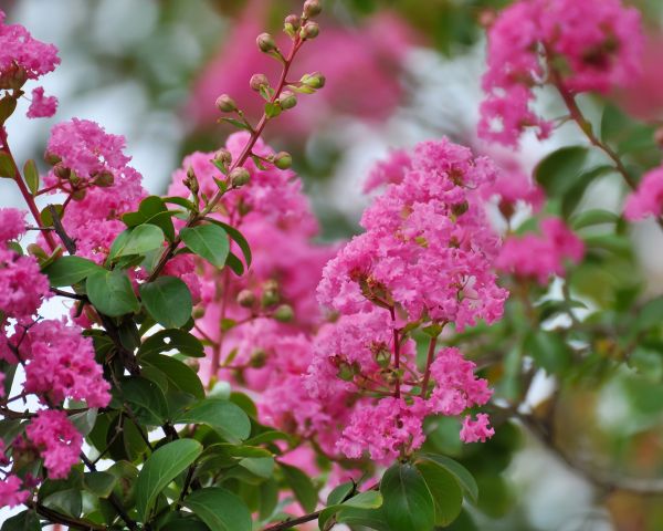 Cost of Crepe Myrtle Removal in Bremerton