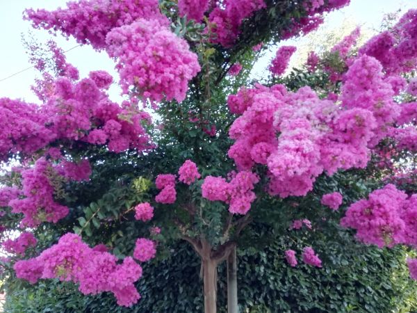 Cost of Crape Myrtle Pruning in Bremerton