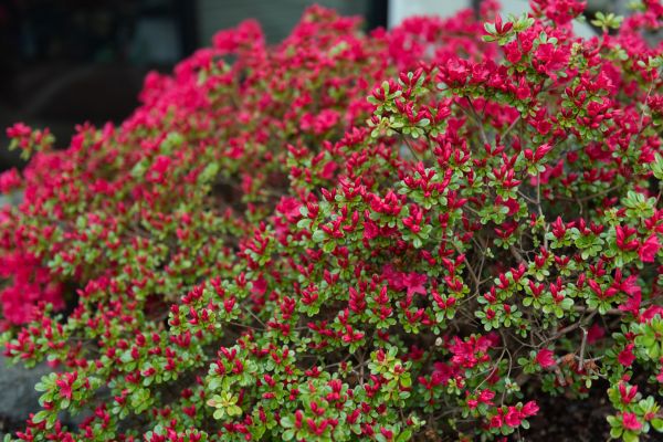 Cost of Weigela Removal Service in Bremerton