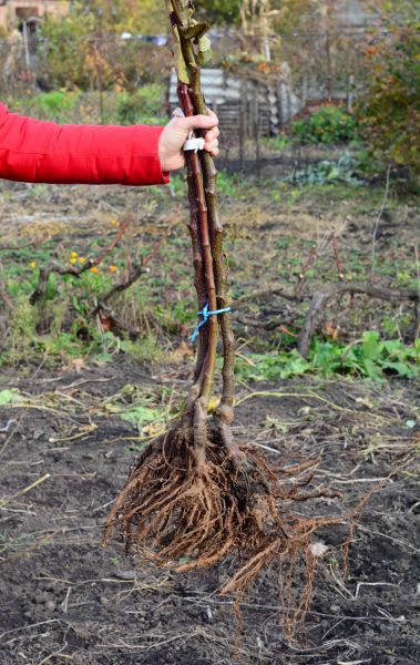 Cost of Shrub Root Removal in Bremerton