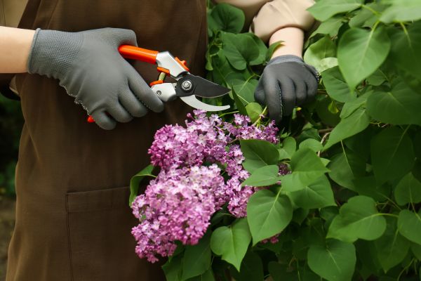 Cost of Lilac Pruning Service in Bremerton