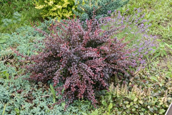 Cost of Japanese Barberry Removal in Bremerton