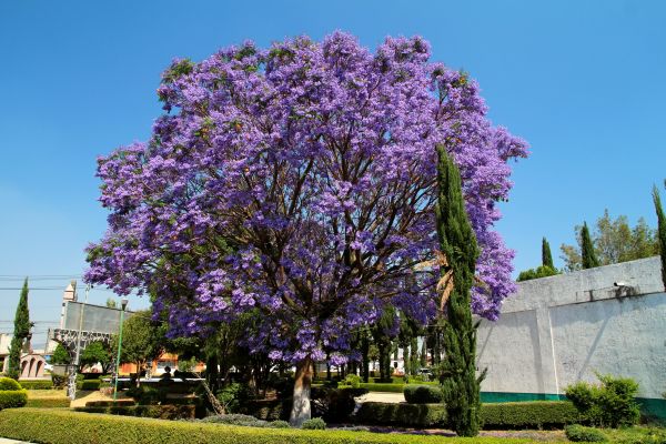 Cost of Jacaranda Pruning in Bremerton