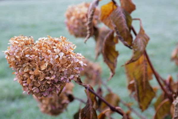 Cost of Hydrangea Removal in Bremerton