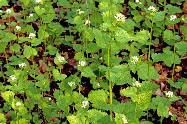 Cost of Garlic Mustard Removal in Bremerton