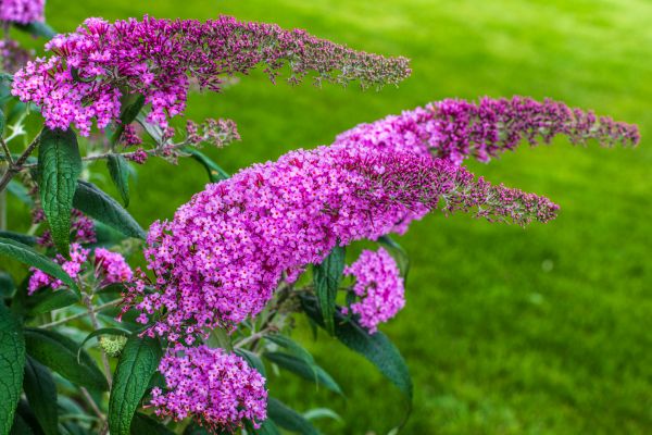 Cost of Butterfly Bush Removal in Bremerton