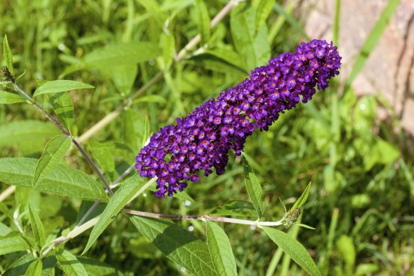 Butterfly Bush Pruning in Bremerton