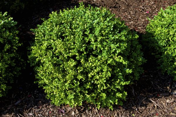 Cost of Boxwood Removal in Bremerton