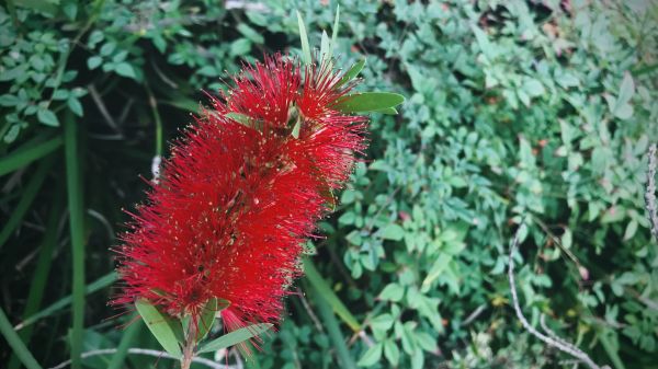 Cost of Bottlebrush Pruning in Bremerton