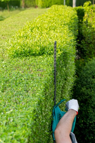 Hedge Trimming in Bremerton